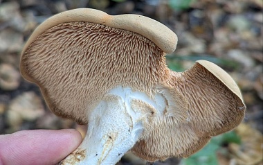 Странный, но вкусный: в рязанских лесах открыли сезон необычных грибов - 62ИНФО Странный, но вкусный: в рязанских лесах открыли сезон необычных грибов