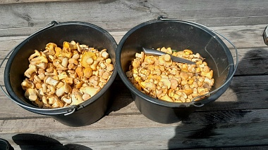 Рязанские леса накрыло урожаем белых грибов и лисичек после дождей - 62ИНФО Рязанские леса накрыло урожаем белых грибов и лисичек после дождей