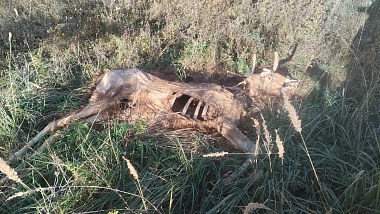 Под Рязанью нашли трупы убитых браконьерами лосей
