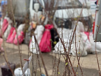 Рязанцы могут купить саженцы и рассаду на выставке «Сад-огород» до 23 апреля