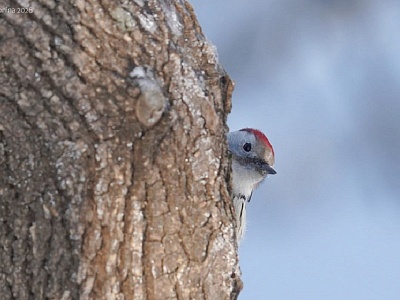 В Рязанском лесопарке насчитали шесть видов дятлов