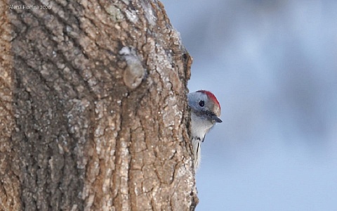 В Рязанском лесопарке насчитали шесть видов дятлов