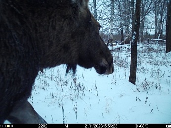 Окский заповедник показал снимки волков и рыси с фотоловушек