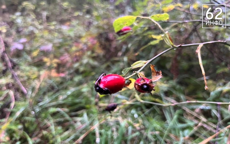 Барическая седловина определит погоду в Рязанской области - 62ИНФО Барическая седловина определит погоду в Рязанской области - 62ИНФО