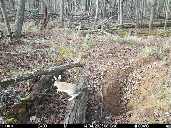 В Окском заповеднике ищут добычу волки, медведи и барсуки