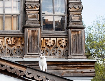 Рязанская кошка Ефросинья поборется за «Хвостатый Оскар»