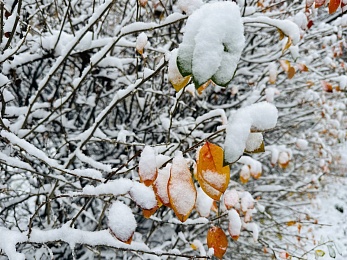 Фоторепортаж: в Рязани 15 ноября выпал первый снег