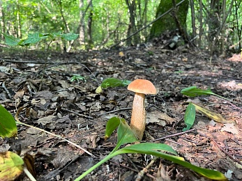 Рыжий от грибов лес: Рязанскую область захлестнула волна лисичек и подосиновиков