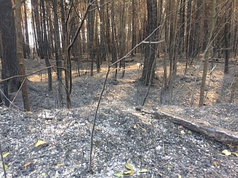 По ту сторону реки: как тушат пожары в рязанских лесах