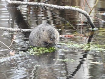 Под Рязанью встретили деструктивную толстую крысу с букетом