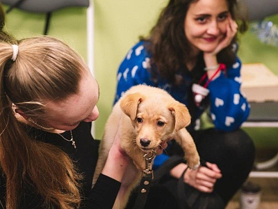 Рязанцы перед Новым годом приютили 10 бездомных животных на выставке 