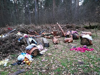 У Касимова в лесу устроили свалку