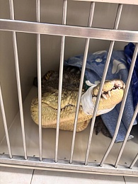 Рязанские ветеринары экстренно прооперировали крокодилицу Люсьен из цирка