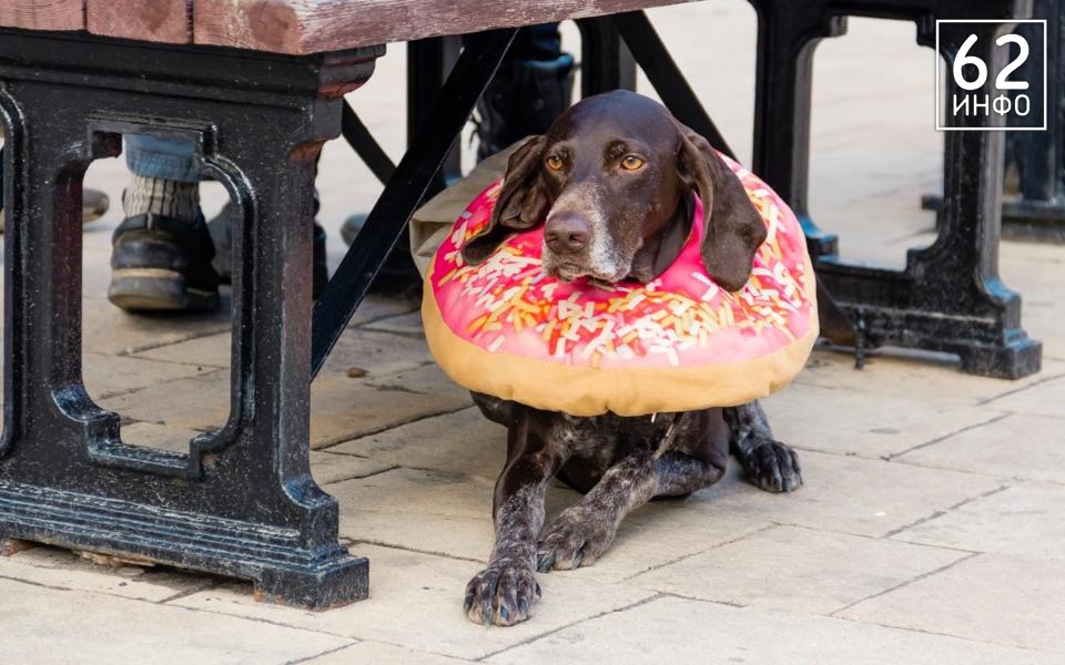 В Рязани пройдёт выставка бездомных животных «Пойдём домой» - 62ИНФО