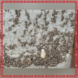 Рязанцы заметили огромное количество личинок непарного шелкопряда 