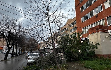 В Рязани сухое дерево рухнуло у подъезда пятиэтажки на Грибоедова