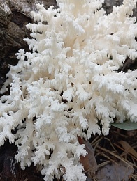 В рязанских лесах выросли грибы-кораллы