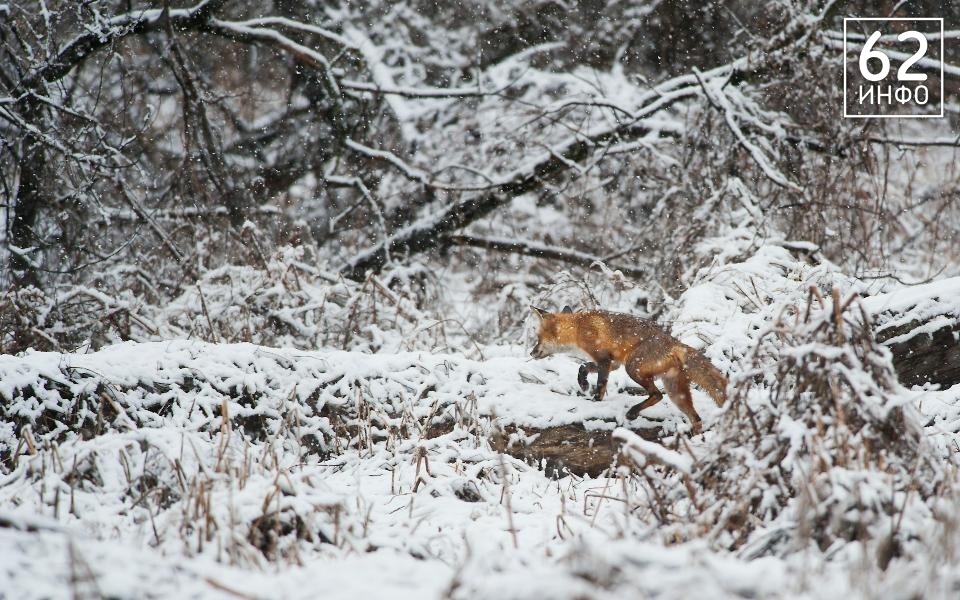 Лиса атаковала жительницу Пронска  - 62ИНФО