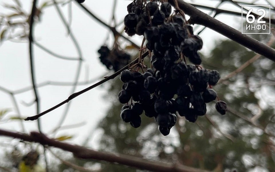 Рязанцев ждут снегопад и потепление - 62ИНФО Рязанцев ждут снегопад и потепление - 62ИНФО