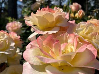 Провожаем лето: красивые фото Рязанской области с настроением отпуска