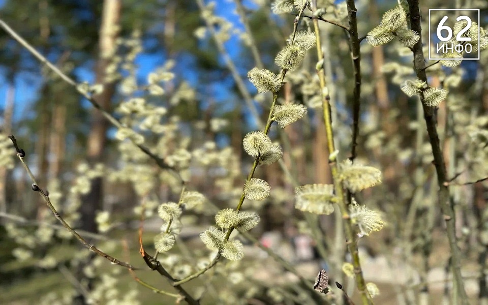 В Рязанской области 11 марта потеплеет до рекорда - 62ИНФО