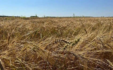 В регионе уже собрали более 1,5 млн тонн зерна