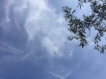 По ту сторону реки: как тушат пожары в рязанских лесах