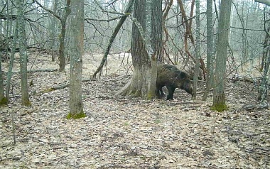Окский заповедник показал фото кокетливого кабана и деловой лисы