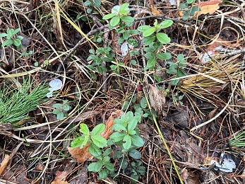Грибники, к бою: в январе рязанские леса заполонили опята