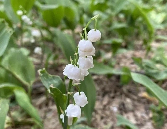 В рязанских лесах цветут поляны ландышей