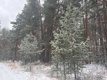 В рязанском лесу сфотографировали заброшки и лестницу в никуда - 62ИНФО В рязанском лесу сфотографировали заброшки и лестницу в никуда