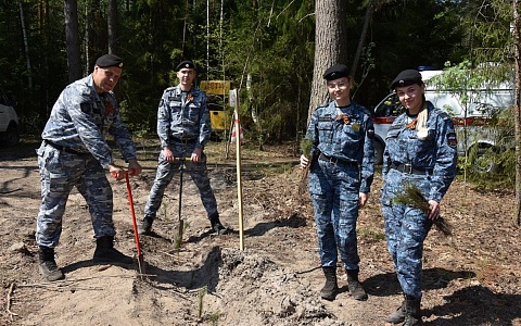 4000 сосен посадили в Шиловском районе
