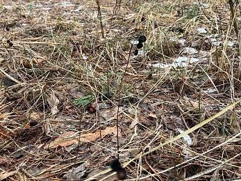 Грибники, к бою: в январе рязанские леса заполонили опята