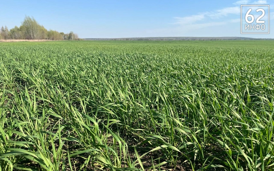 Губернатор Павел Малков рассказал о рекордах посевной в Рязанской области - 62ИНФО