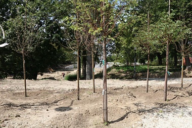 Мэрия Рязани показала ход благоустройства Нижнего городского парка