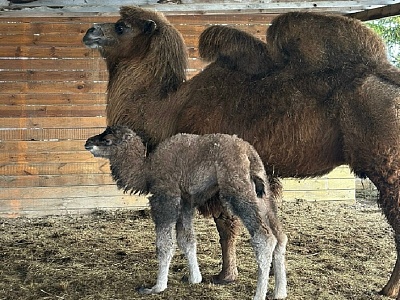Под Рязанью родился верблюжонок