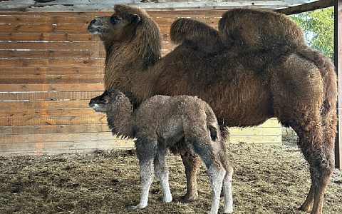 Под Рязанью родился верблюжонок