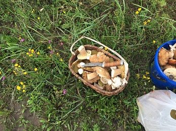 В Рязанской области 4 района накрыл урожай белых грибов