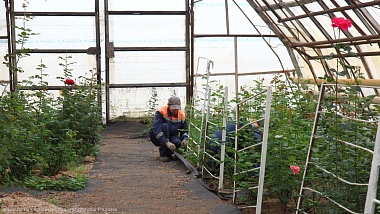 В Рязани клумбы украсят 400 тысяч однолетних растений