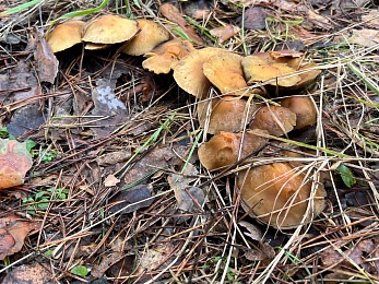 Грибники, к бою: в январе рязанские леса заполонили опята