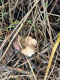 Грибники, к бою: в январе рязанские леса заполонили опята