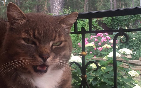 В Ермишинском районе привили от бешенства более 1500 животных