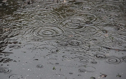 Отращиваем ласты: в Рязанской области задержатся дожди и туманы