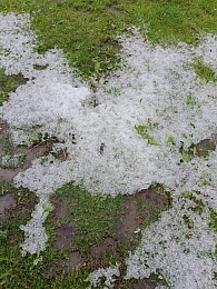 В Рязанской области 1 июня выпал град