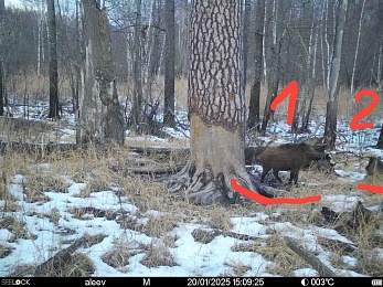 Окский заповедник опубликовал фотозагадку про кабанов