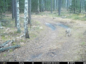 В рязанском лесу сфотографировали медведя и рысь