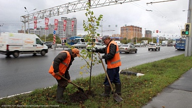 На Московском шоссе в Рязани высадили 70 лип