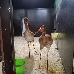 Скучающих стерхов в Окском заповеднике развлекают сосновыми ветками и тыквой