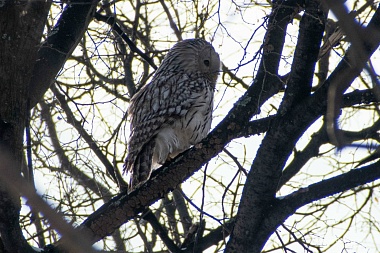 В рязанском парке вороны атаковали сову