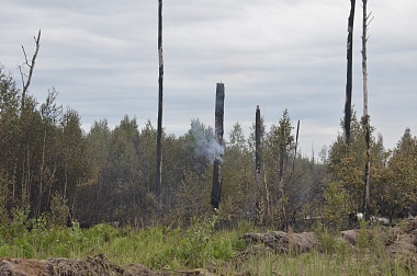 Дым без огня. Как выглядит лесной пожар под Рязанью спустя неделю 
